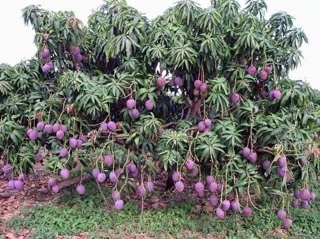 Xoài tím malaysia