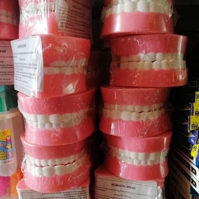 Mô hình hàm răng