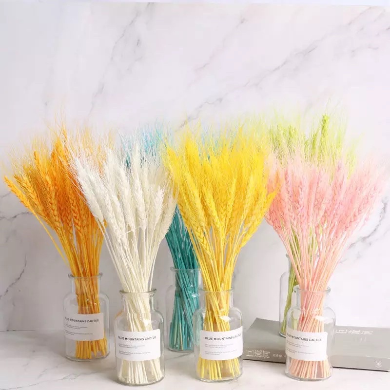 5 hoa lúa mạch khô màu vàng❤️FREESHIP❤️ Hoa Lúa mạch khô ITALY retro vinatge, trang trí cưới