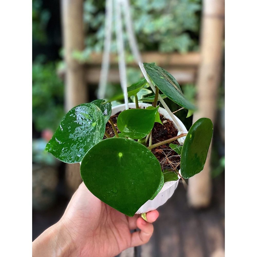 Cây Peperomia polybotrya Raindrop (Cây Giọt Mưa) chậu treo bí ngô