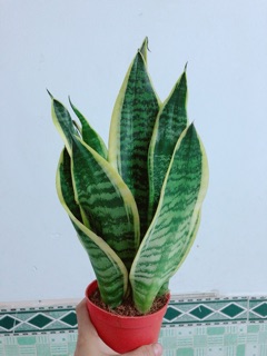 Lưỡi Hổ Cao