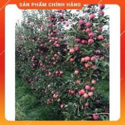 HẠT GIỐNG TÁO ĐỎ LÙN F1 GÓI 10 HẠT