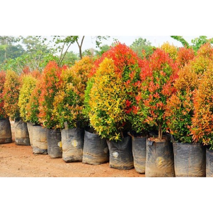 Chậu Cây Vạn Lộc Hồng CÂY PHONG THỦY MANG TÀI LỘC CHO GIA CHỦ