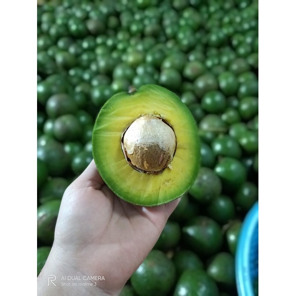 Bơ Booth Đắk Lắk- Bơ Vàng Béo Dẻo Siêu Ngon - Giao Tận Nơi