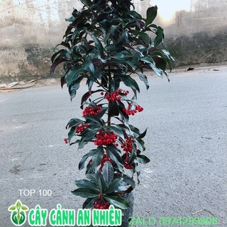 Cây kim ngân lượng size lớn