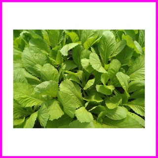 [ Hạt giống Rau] Gói 1kg Hạt Giống Cải Bẹ Xanh Mỡ - Mina Shop