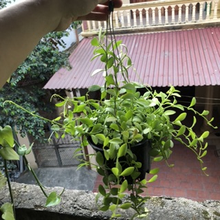Lan hạt dưa giỏ treo ( lớn )