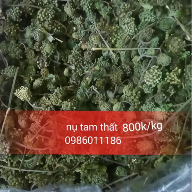 Nụ tam thất