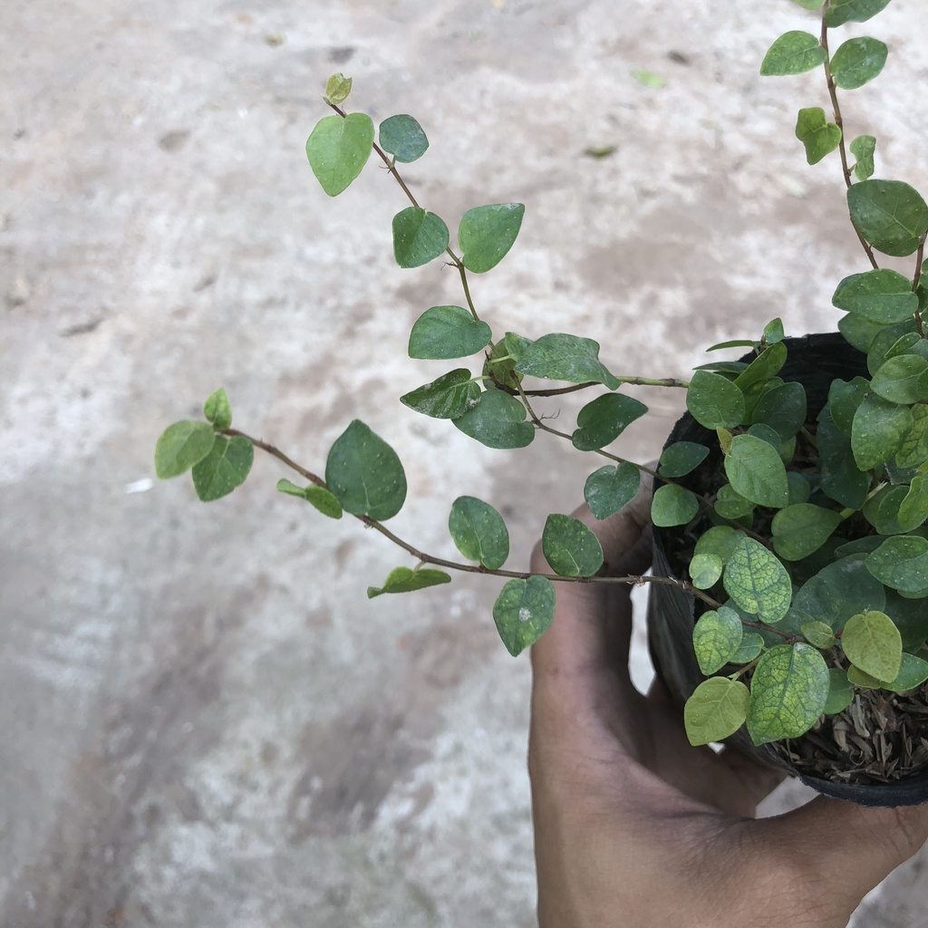 Cây vảy ốc - Cây thằn lằn ngọn dài 15cm bụi to khỏe sức leo bám tường cực tốt