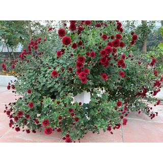 Cây cúc cổ Sơn La giống