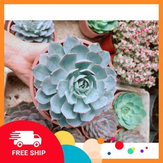 Sen Đá Hồng Phấn Size Đại