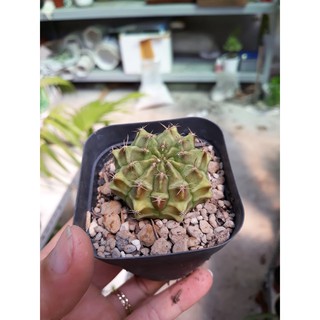 Set 4 Xương Rồng