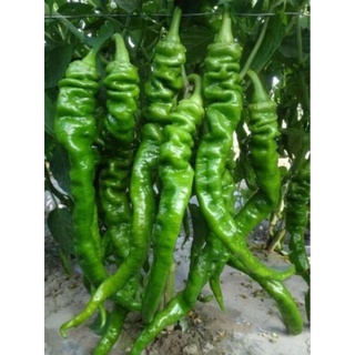 Cây Giống Ớt Sừng