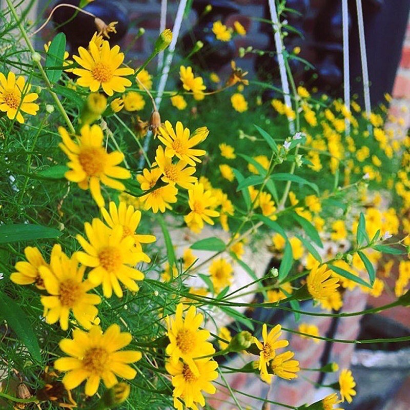 Chậu hoa cúc sao băng