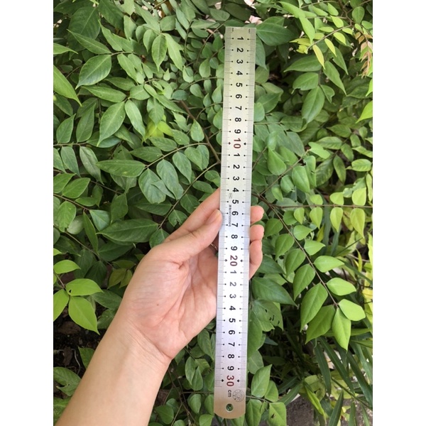 Thước lá thước thẳng 30cm( hàng chuẩn dày)