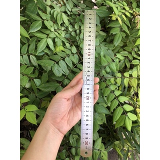 📏Thước lá thước thẳng 30cm( hàng chuẩn dày)