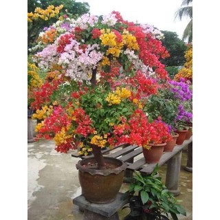 Hoa Giấy Mix Màu