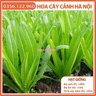 Hạt giống rau diếp thơm F1 chất lượng tốt, năng suất cao - Gói 5g - Shop hoa cây cảnh Hà Nội