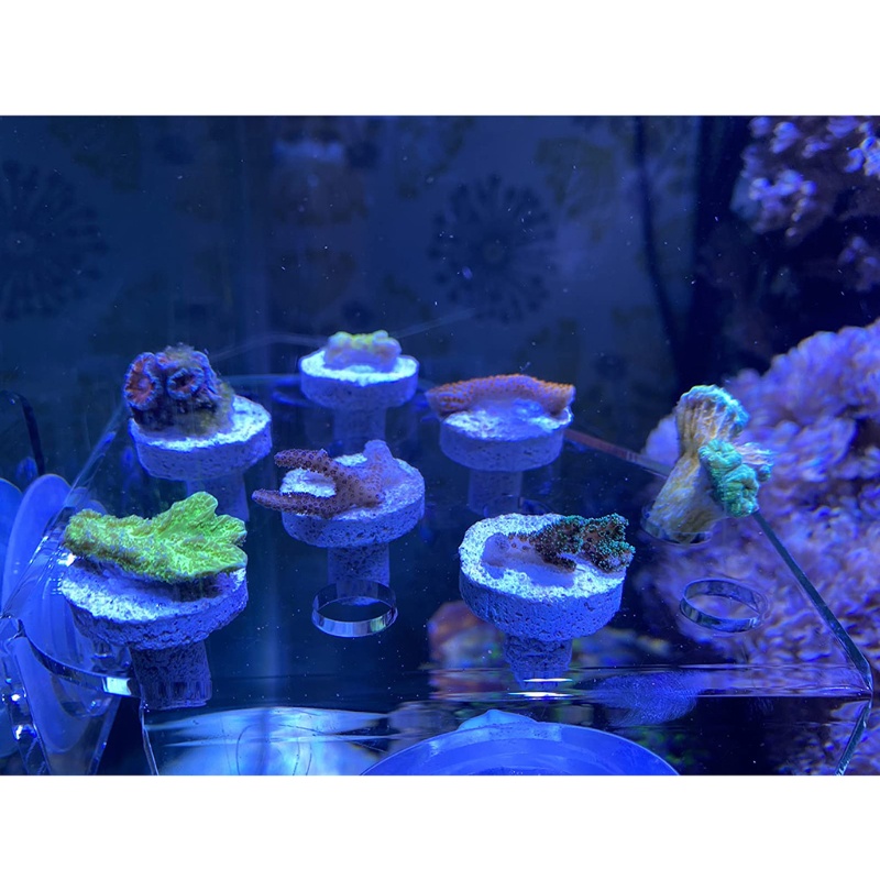Giá Đỡ Bể Cá Bằng Acrylic San Hô Có Nút Hít 13 Phích Cắm