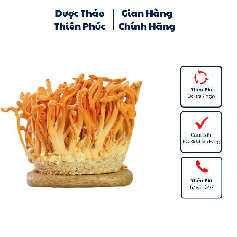 Đông trùng hạ thảo Thiên Phúc 3 hộp cây tươi 120gr