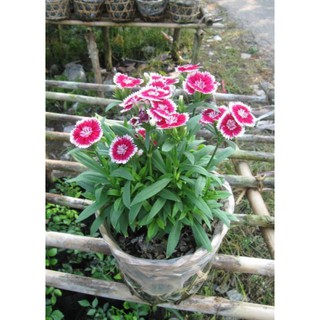 Cẩm Chướng (Cẩm Nhung) - Chậu Hoa Treo