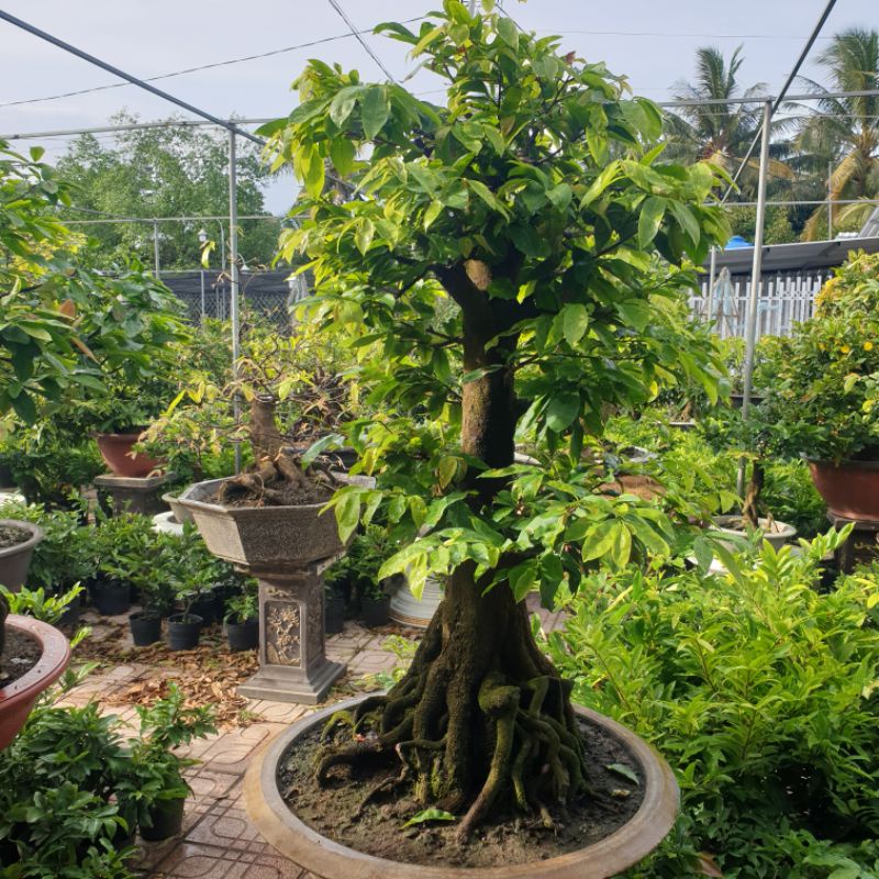 Siêu Lân - 19 - 49 -0 + TE - 500g