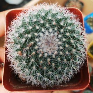 Sương rồng bánh sinh nhật