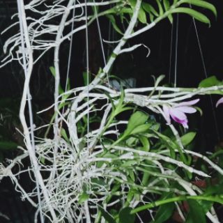 Kie lan phi điệp năm 2 (Mặt hoa và kie như hình)