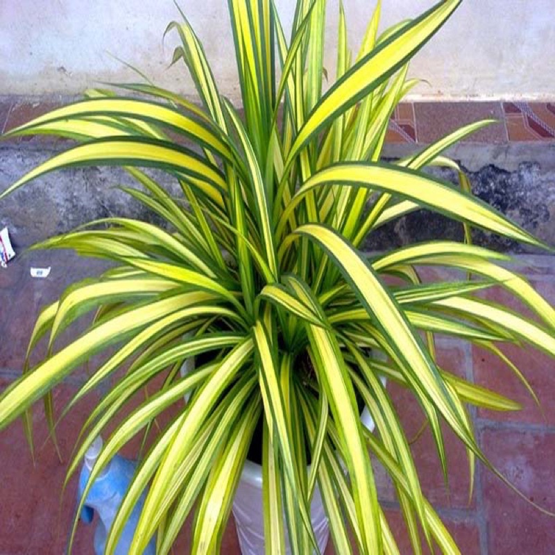 Dứa vạn phát