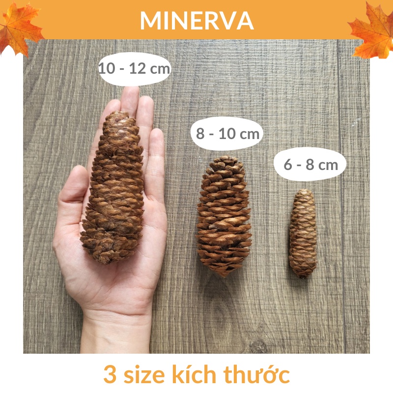 SET 3 Quả thông - quả sồi làm phụ kiện chụp ảnh trang trí nhà cửa