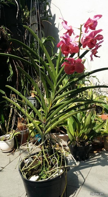 Phong lan vanda đủ màu