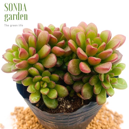 Sen đá sedum cam SONDA GARDEN ép màu full nắng mưa size bé 5-8cm, lỗi 1 đổi 1