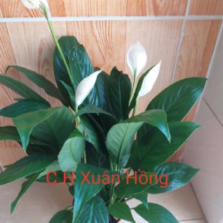 Chậu Cây lan ý