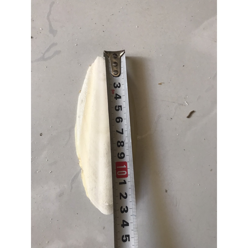 100g Nang Mực  Cho Vẹt, Két, Chim Yến Phụng , finch , chim manh manh