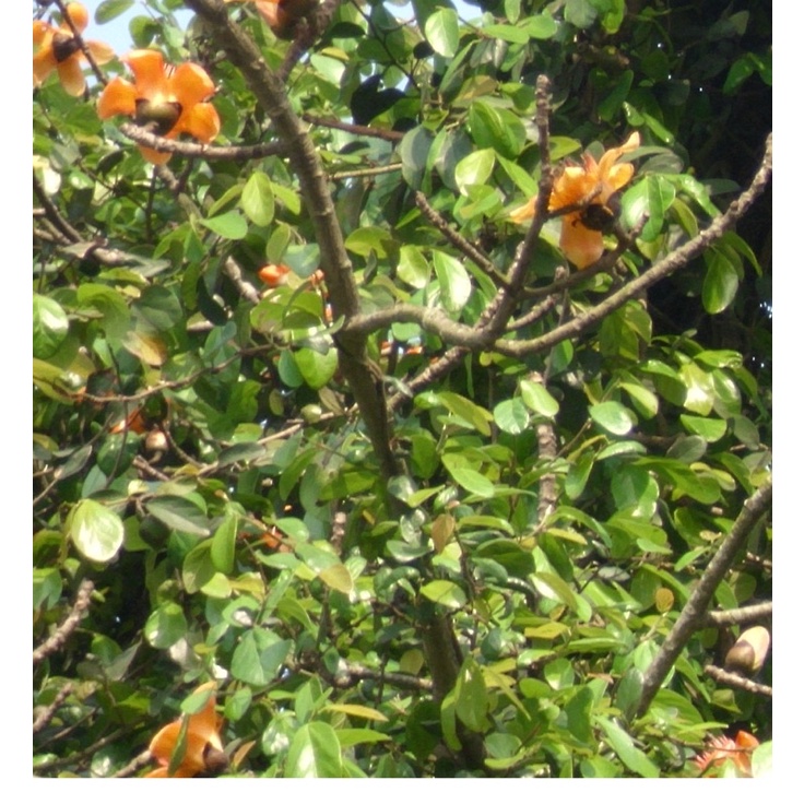 Tầm gửi gạo hàng xịn 1kg không pha tạp