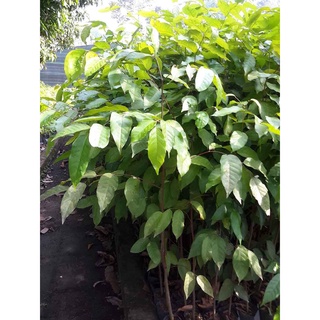 Cây gỗ sao đen giống