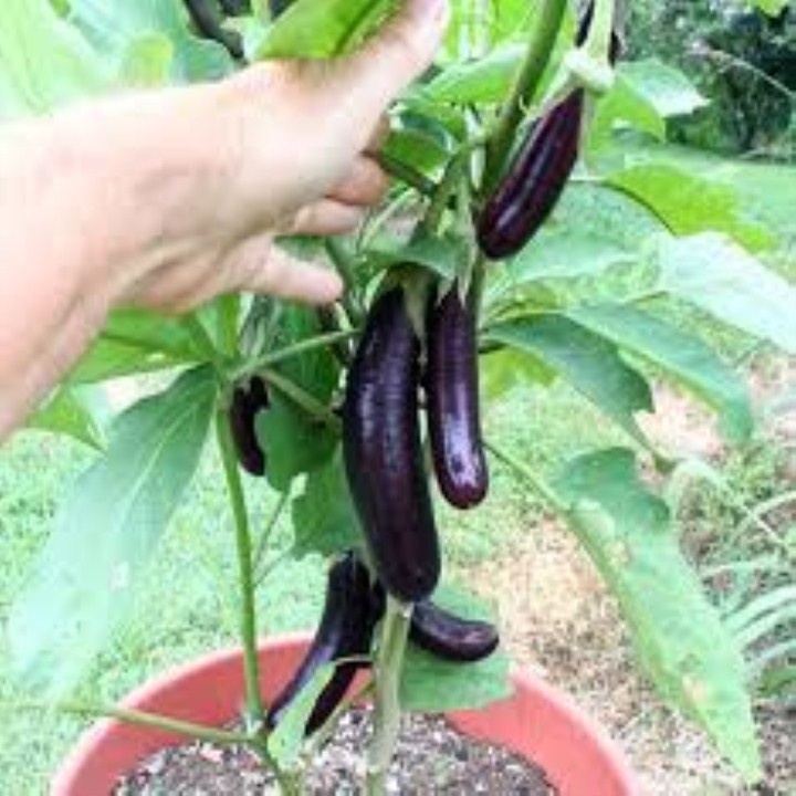 50 hat giống cà tím dài đen