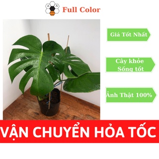 Cây Trầu Bà Lá Xẻ Nam Mỹ - Monstera Deli , cây phong thủy mini, cây trồng trong nhà, trang trí nội thất