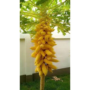 Hạt giống đu đủ vỏ vàng chất lượng cao