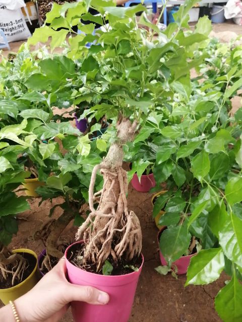 [Cây phong thủy] Cây hạnh phúc dáng bonsai siêu đẹp kèm chậu như hình