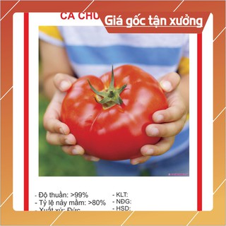 Hạt Giống Cà Chua Khổng Lồ 20 Hạt Hạt giống