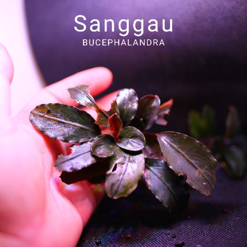Bucep Sanggau | Cây thủy sinh lá siêu đỏ | Hàng ngọn | lá cạn