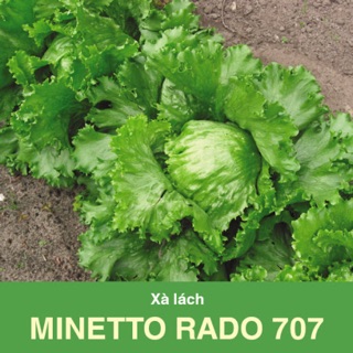 Hạt giống Xà lách Minetto 707