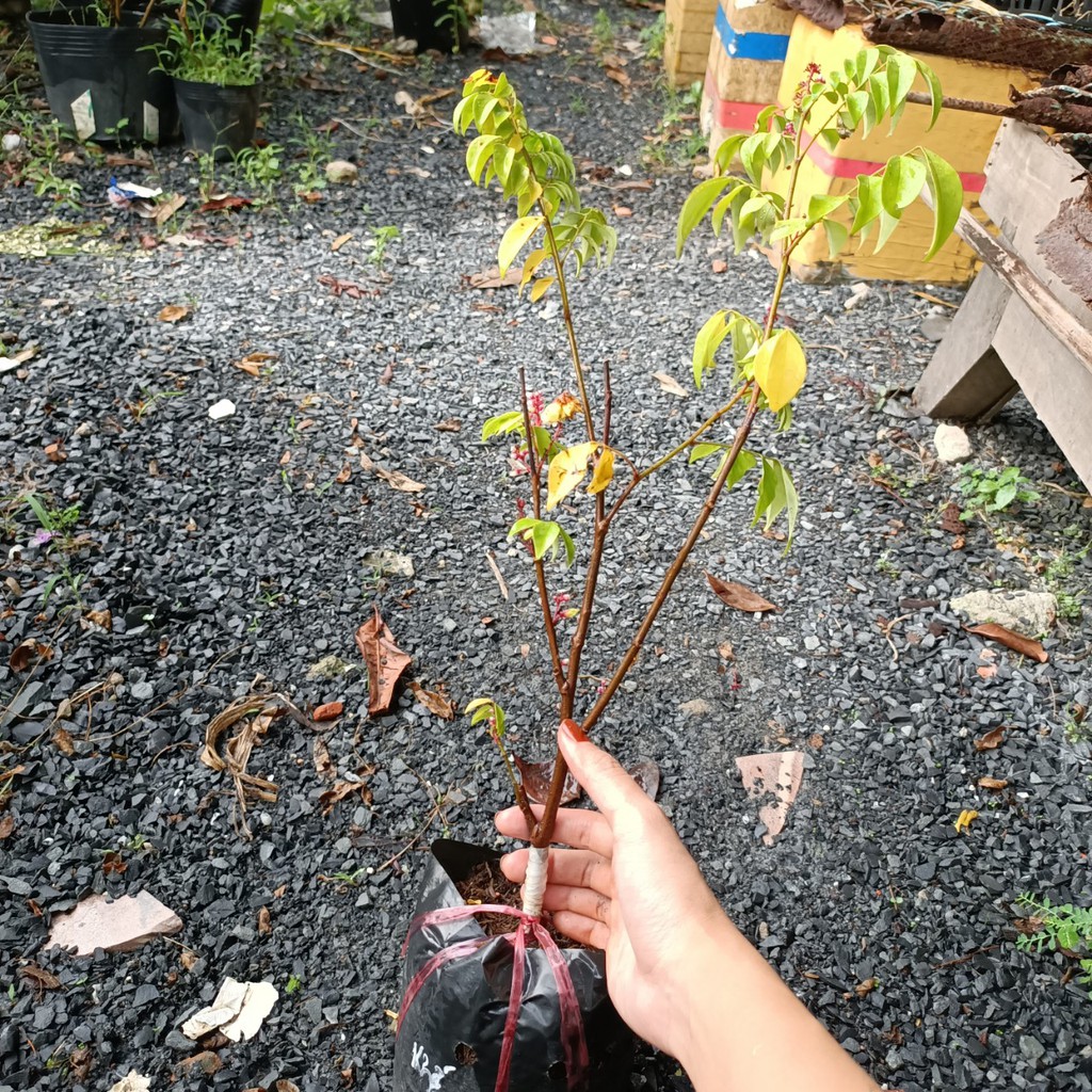 Cây khế đang hoa - Ngũ liêm tử - Coromandel goose-berry - shop BÉ MẦM 06 HCM