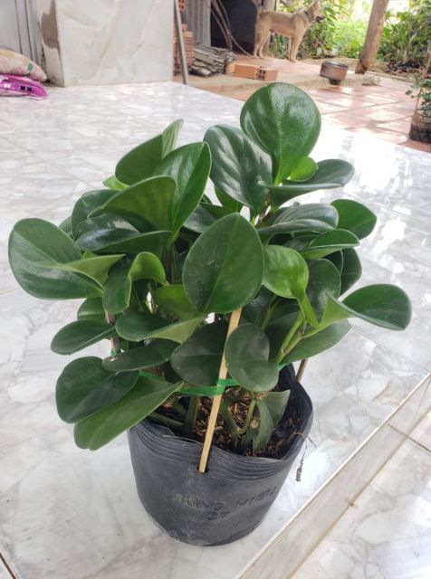 Cây Trường Sinh