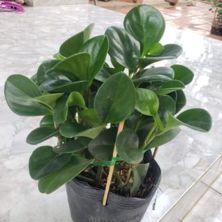 Cây Trường Sinh