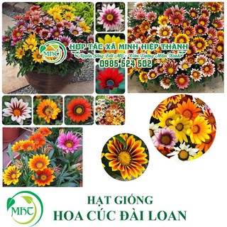 Sale off Hạt giống hoa cúc huân chương (cúc đài loan) cực đẹp.