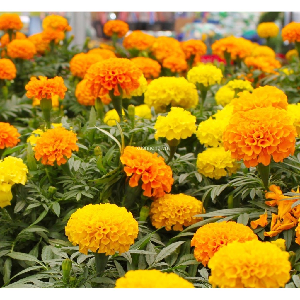 Hạt giống hoa Vạn thọ dễ trồng