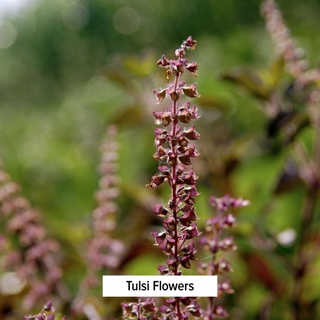 Banyan Botanicals Tulsi Powder - Bột Húng Quế Thúc đẩy nhịp thở rõ ràng, thoải mái.