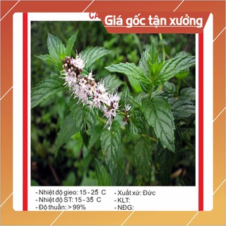 Hạt giống cây bạc hà 100 hạt hạt giống